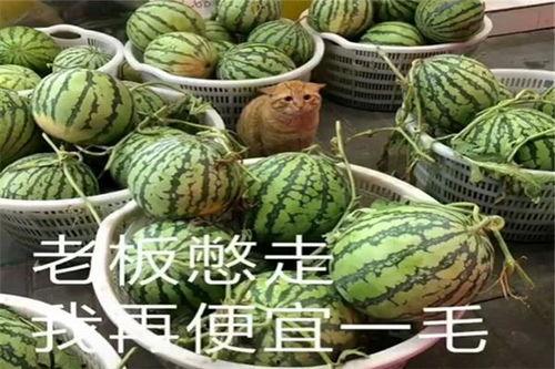 伦敦吃瓜网红是哪里人呀,他/她究竟来自何方？  第2张