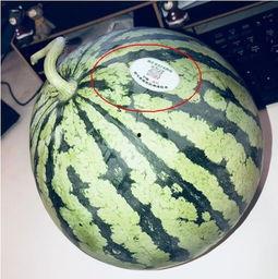 雷州网红吃瓜 第1张 雷州网红吃瓜 第1张