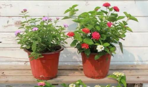 昆明渣男爆料事件视频最新,揭秘一段不堪入目的感情纠葛